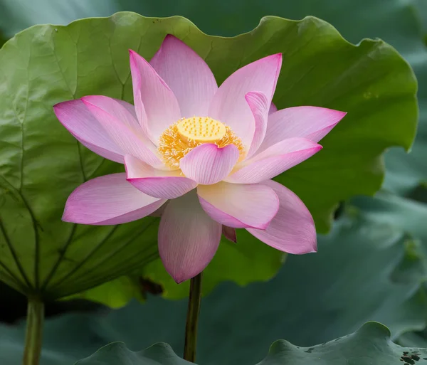 Waterlily Lotus Flower Water Symbol Purity — Stock Photo, Image