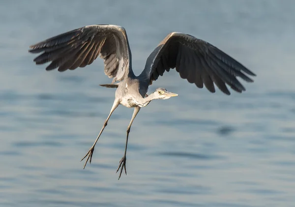 Portrait Natural Grey Heron — Stock Photo, Image