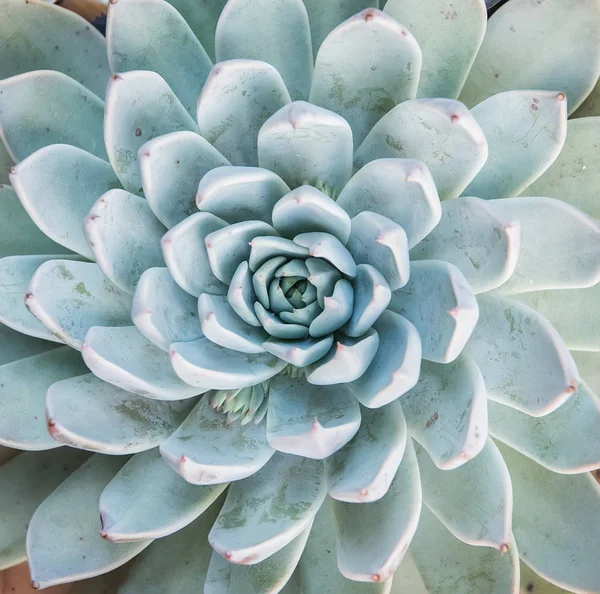 花园中微小的肉质植物 — 图库照片