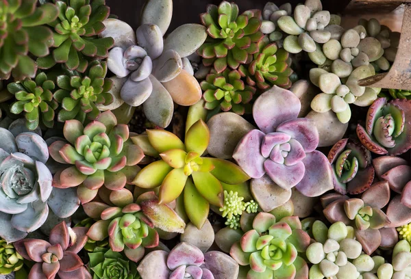 Miniature Succulent Plants Garden — Stock Photo, Image