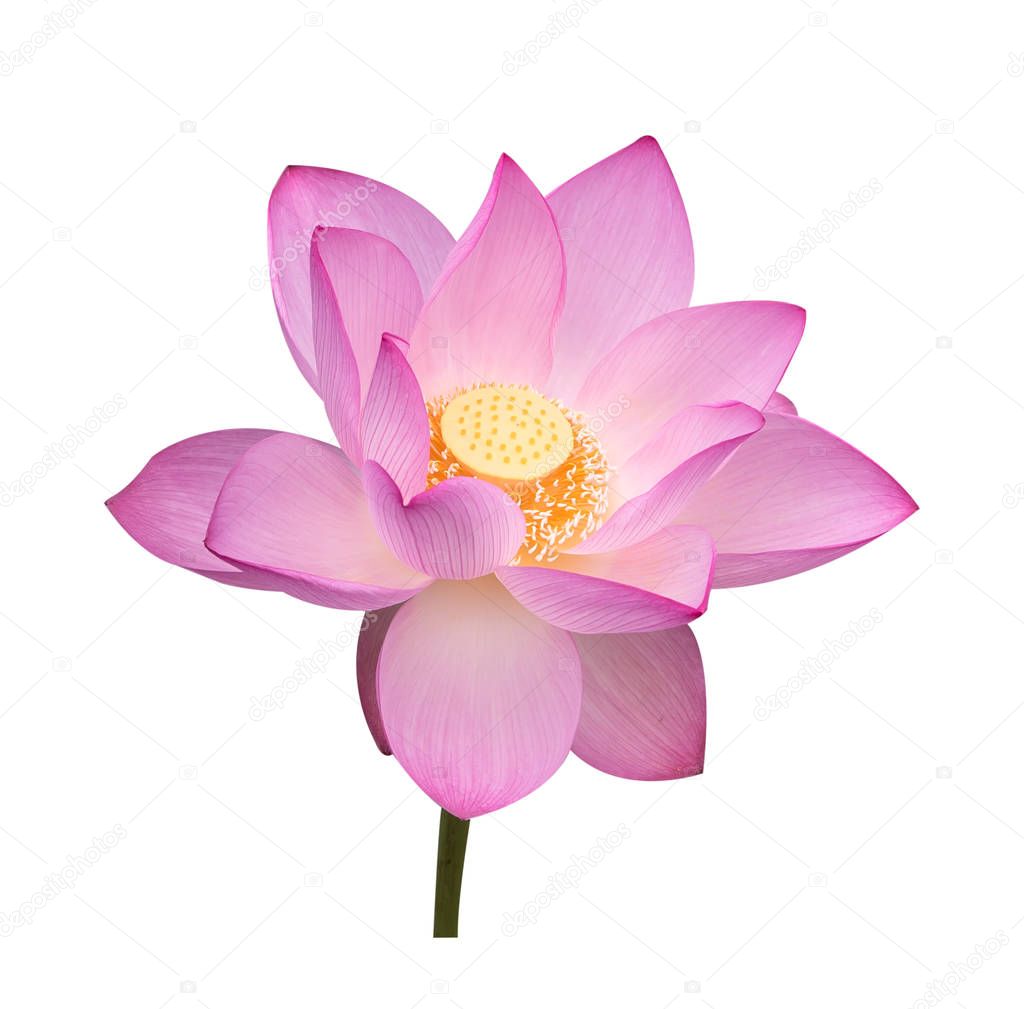 lotus on isolated white background.