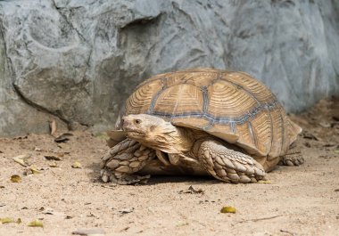 Kaplumbağa yerde yürüyor.