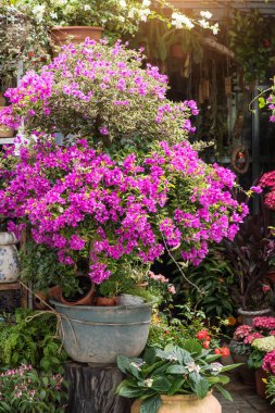 Bougainvillea çalısı, saksıda açan parlak pembe çiçeklerle