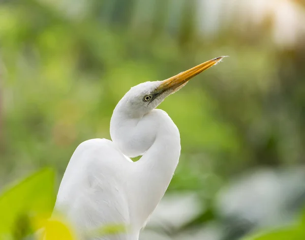 Egret Stay Tree — Stock Photo, Image