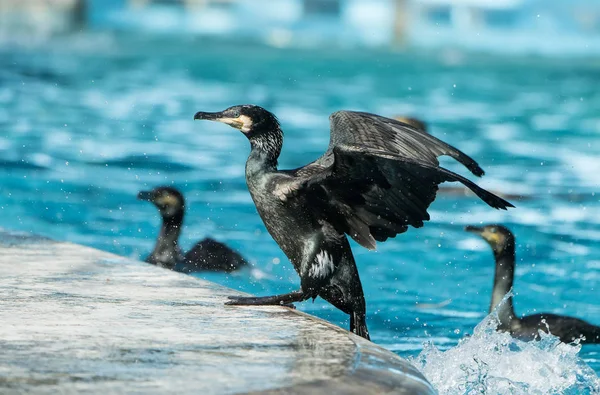 Cormoran Cormoran Noir Jouant Dans Eau — Photo