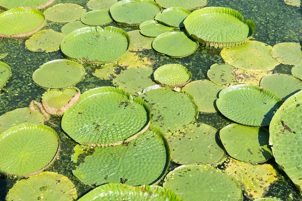 Teratai besar mengambang, Giant Amazon water lily, Victoria amazonia — Stok Foto