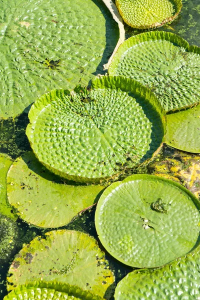 Teratai besar mengambang, Giant Amazon water lily, Victoria amazonia — Stok Foto