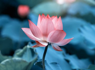 Lotus çiçeği ve lotus çiçek bitki