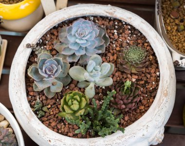  Bahçedeki minyatür sulu bitkiler