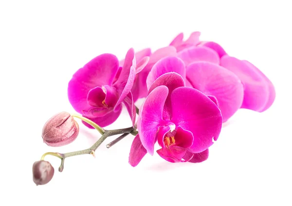 Nahaufnahme von rosa Orchidee — Stockfoto