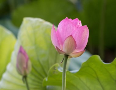 Lotus çiçeği ve lotus çiçek bitki