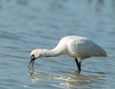Kaşıkçı maddeler waterland içinde