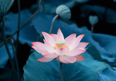 Lotus çiçeği ve lotus çiçek bitki