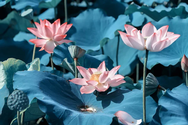 Lotus çiçeği ve lotus çiçek bitki — Stok fotoğraf