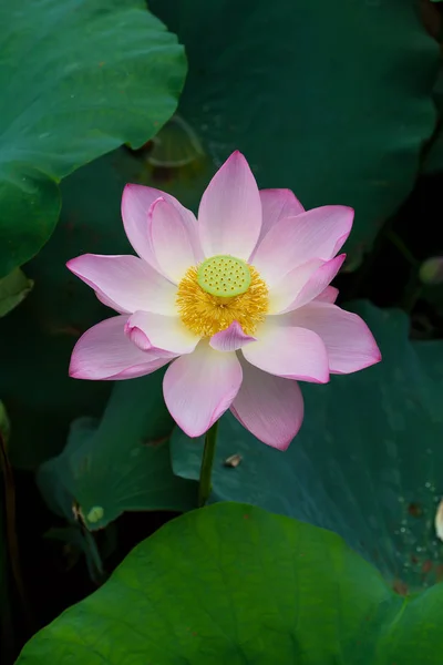 Lotusblomma och lotus blomma växter — Stockfoto