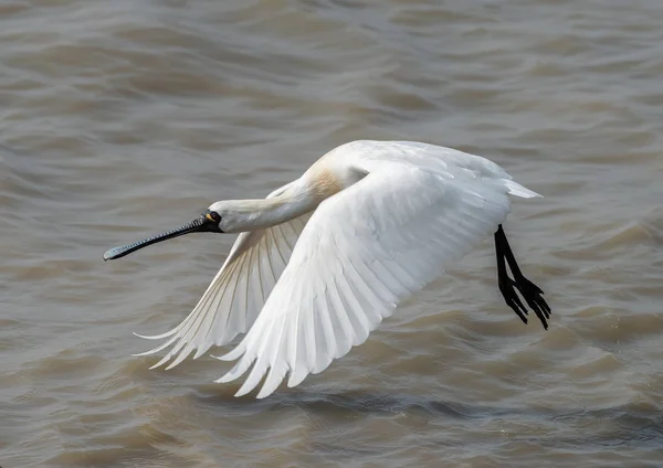 Black-faced Spoonbill in waterland — Stock Photo, Image