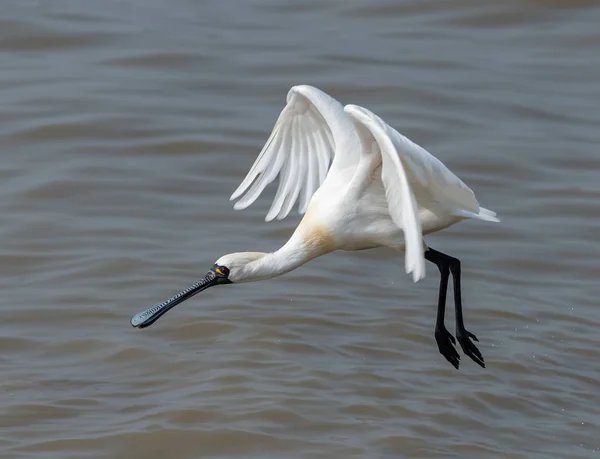 Black-faced Spoonbill in waterland — Stock Photo, Image