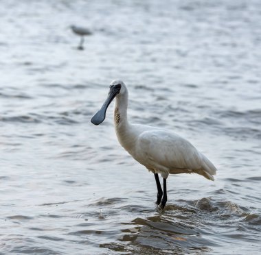Kaşıkçı maddeler waterland içinde