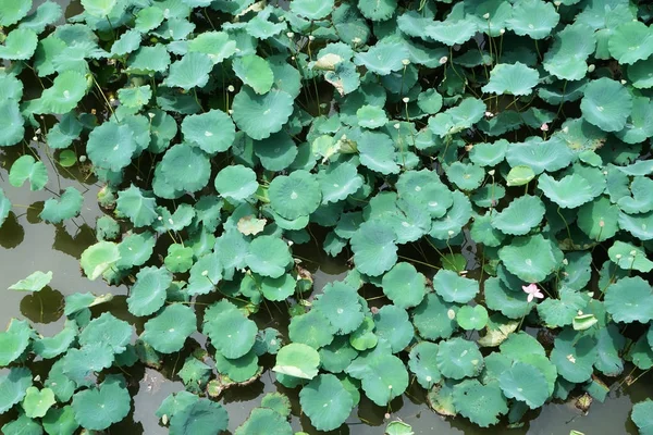 Top View Lotus Leaves Pattern Lake — Stock Photo, Image