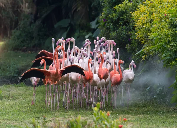 Pájaros Del Flamenco Pie Lago — Foto de Stock