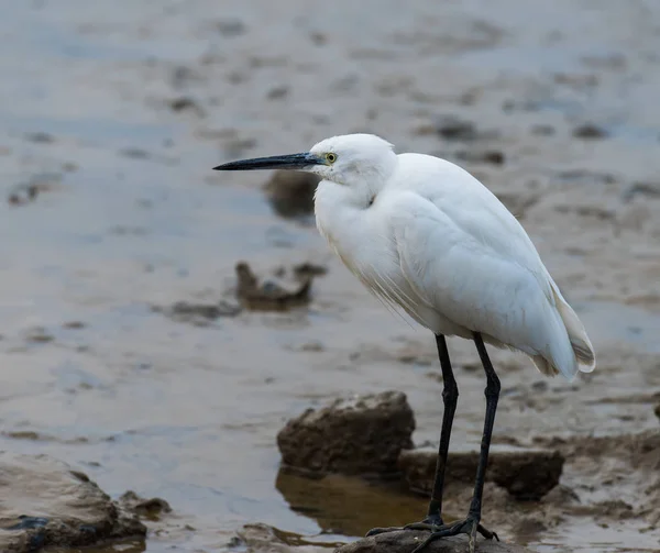 Egret Play Water Land — Stock Photo, Image