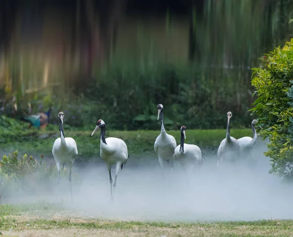 Red Crowned Crane Nature — Stock Photo, Image