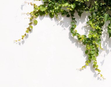 sarmaşık yaprakları beyaz arkaplanda izole edilmiş