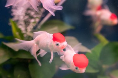 Suyun üstünde kırmızı ve altın balıklar