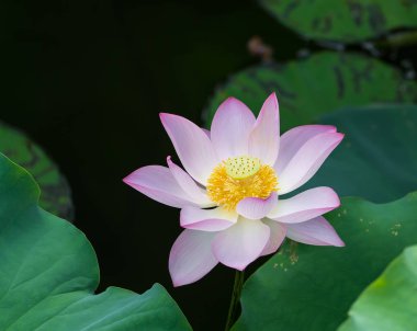 Lotus çiçeği ve lotus çiçek bitki