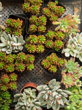 Kaktüs bir bitkinin içinde sulu.