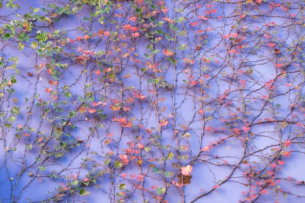 Purple Wall Covered Ivy Leaves — Stock Photo, Image