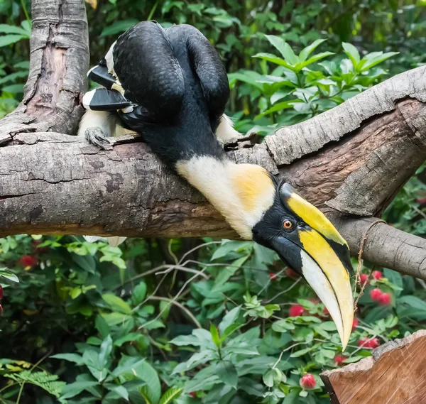 Grote Neushoornvogel Regenwoud — Stockfoto