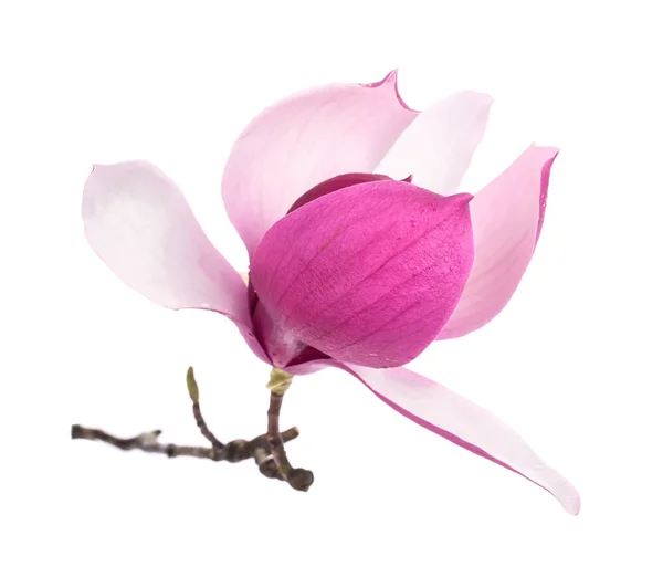 Magnolia Kwiaty Izolowane Białym Tle — Zdjęcie stockowe