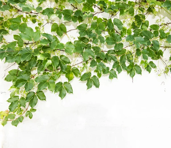 Foglie Edera Isolate Uno Sfondo Bianco — Foto Stock