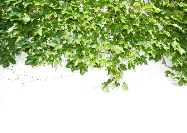 Liście Bluszczu Odizolowane Białym Tle — Zdjęcie stockowe