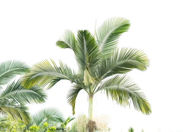 Зеленый Пальмовый Лист Выделенный Белый — стоковое фото