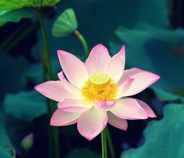 Lotusblomma Trädgårdsdamm — Stockfoto