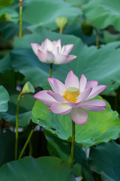 Lotus Flower Garden Pond — Stock Photo, Image