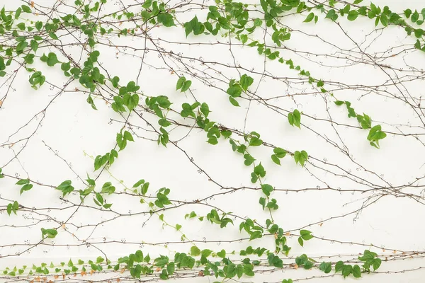 Feuilles Lierre Isolées Sur Fond Blanc — Photo