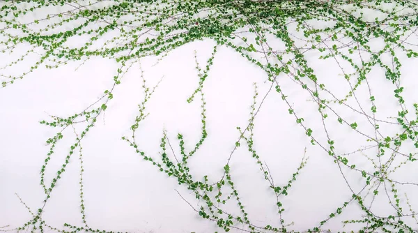 Ivy Leaves Isolated White Background — Stock Photo, Image