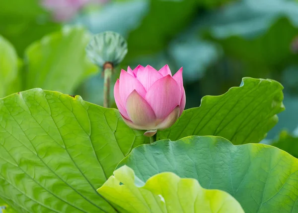 Blooming Lotus Flower Garden Pond — Stock Photo, Image