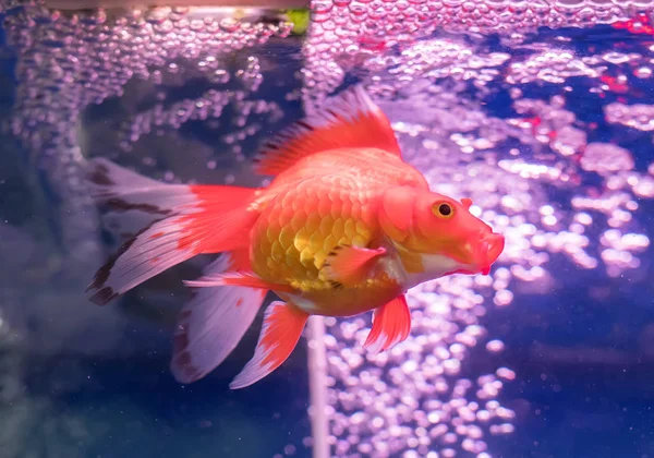 Suyun üstünde kırmızı ve altın balıklar