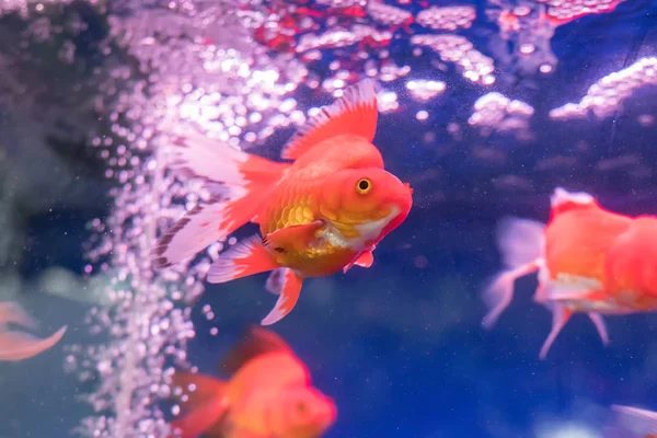 Red and gold fishes over water