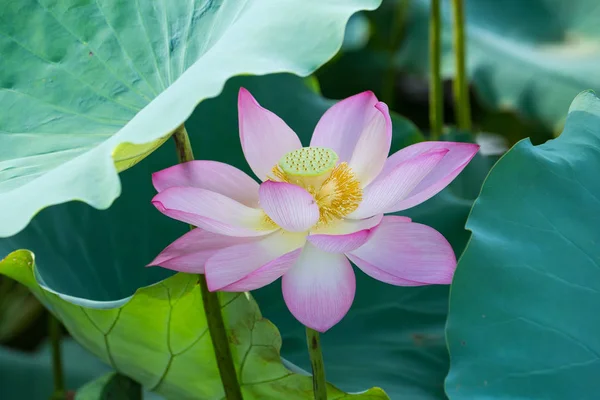 Lotus Flower Lotus Flower Plants — Stock Photo, Image