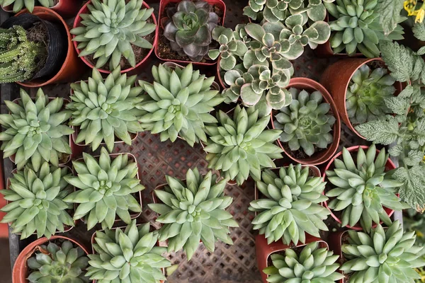 Kaktüs bir bitkinin içinde sulu.