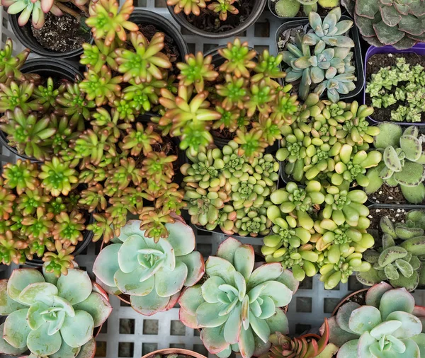  Bahçedeki minyatür sulu bitkiler