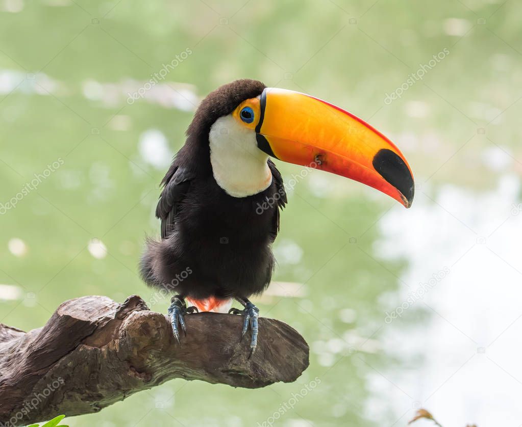 Toucan bird on the forest