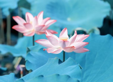 Lotus çiçeği ve lotus çiçek bitki