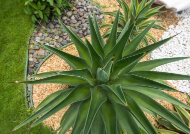 Sivri uçlu ağaç yaprakları.