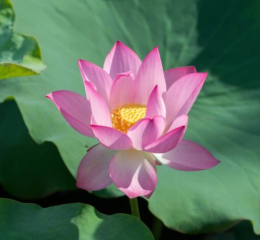 Bahçe havuzunda nilüfer çiçeği